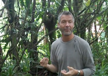jungle